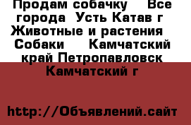 Продам собачку  - Все города, Усть-Катав г. Животные и растения » Собаки   . Камчатский край,Петропавловск-Камчатский г.